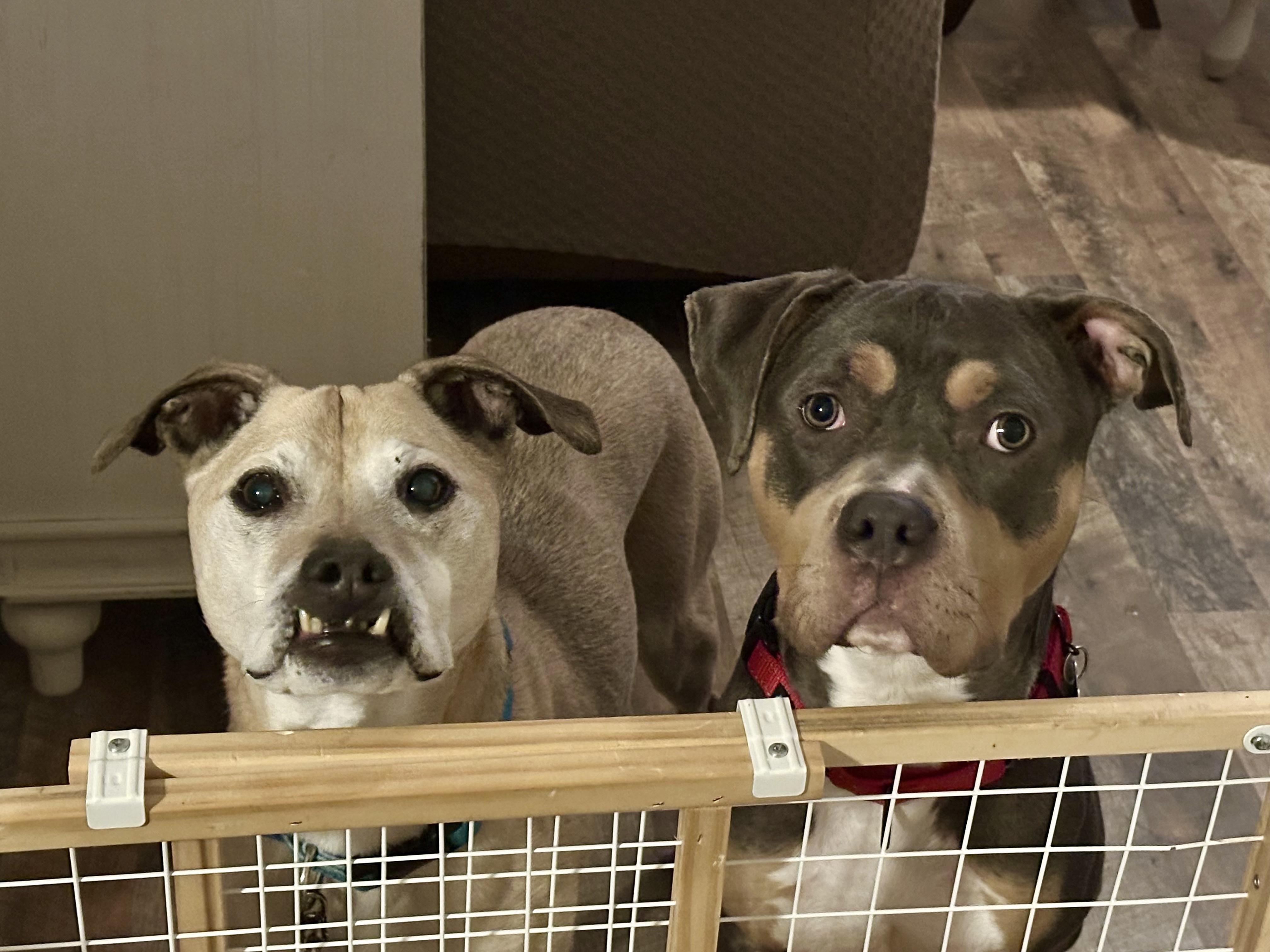 Enlarge Bijou, a Adoptable Pit Bull Terrier in Caldwell, NJ image 6/6