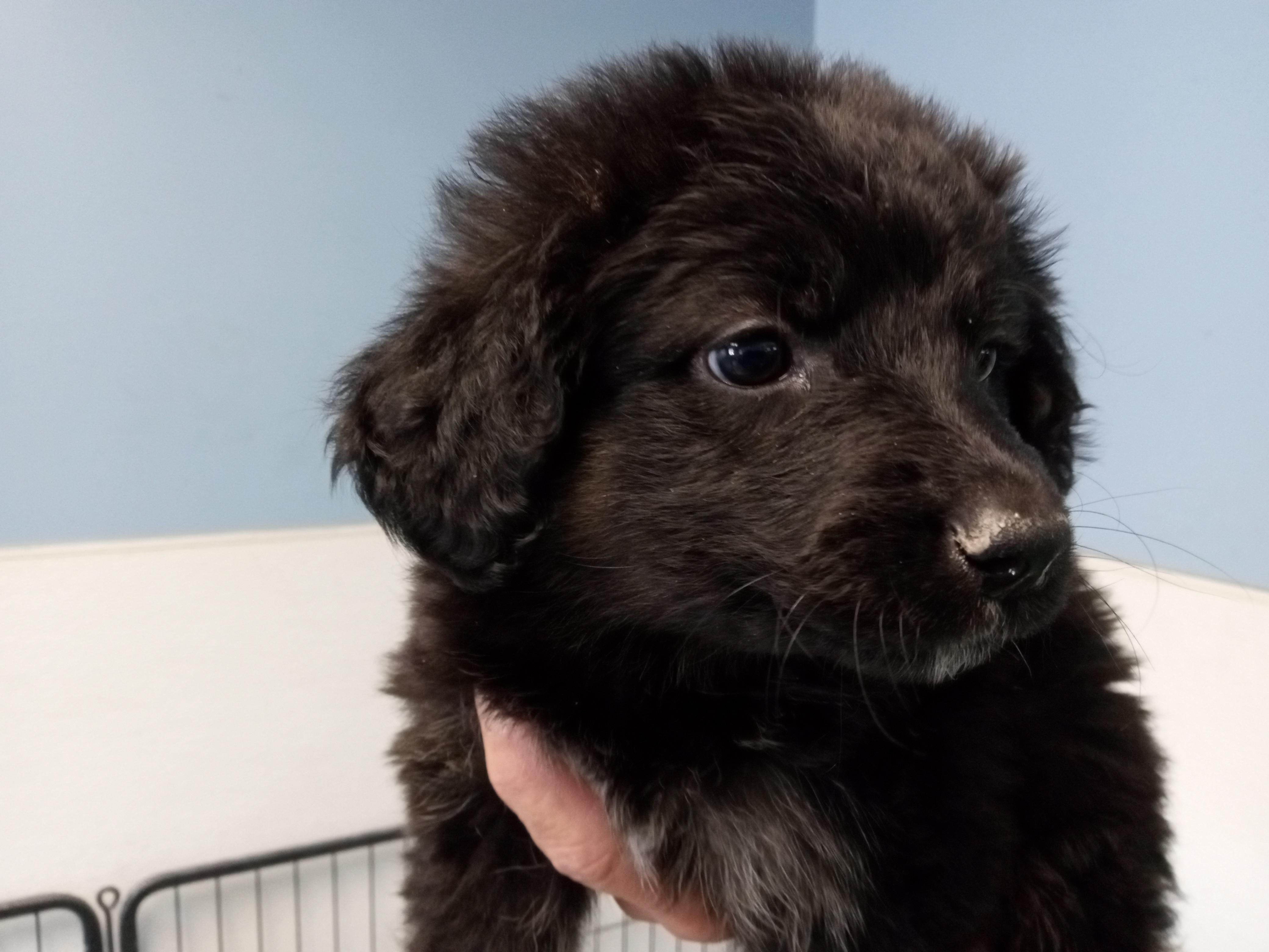 Bea, ADOPTABLE, Puppy Female Border Collie & Poodle.