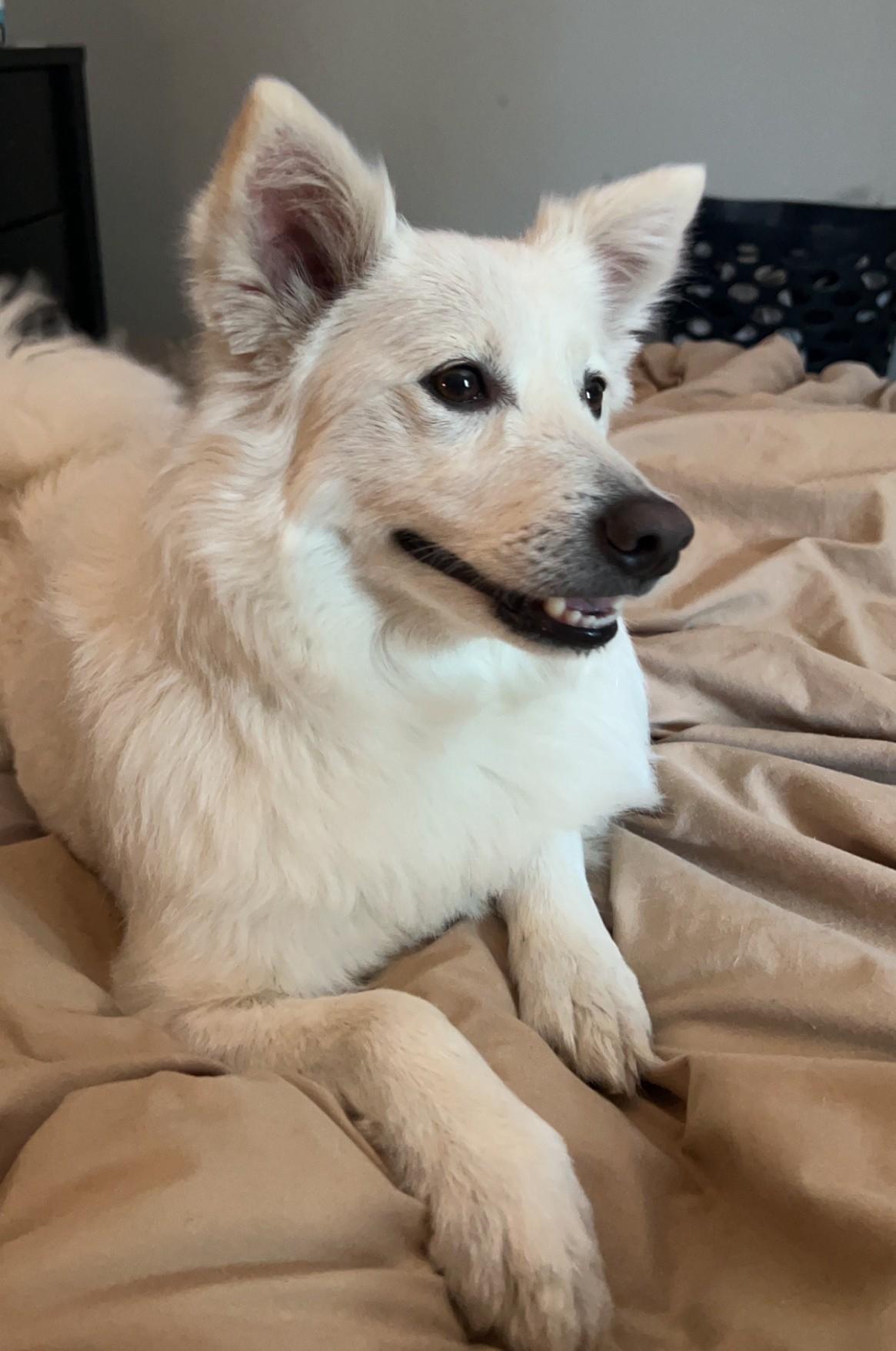 Enlarge Brodie - Adopted!, a Adopted American Eskimo Dog in Saint Louis, MO image 6/6