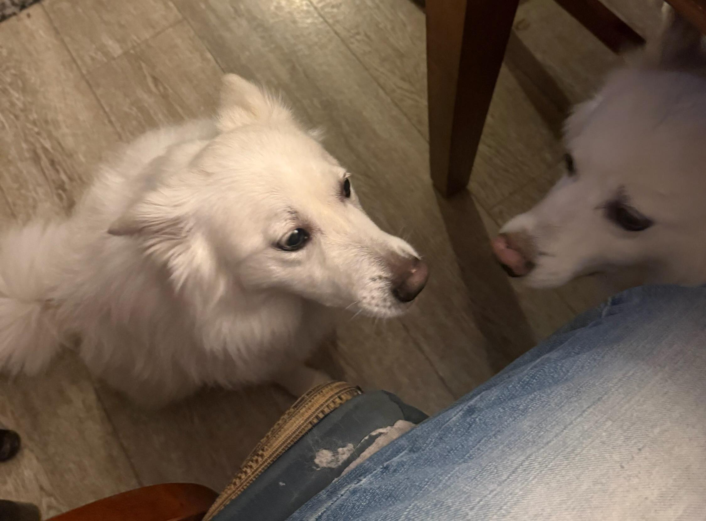 Enlarge Brodie - Adopted!, a Adopted American Eskimo Dog in Saint Louis, MO image 2/6