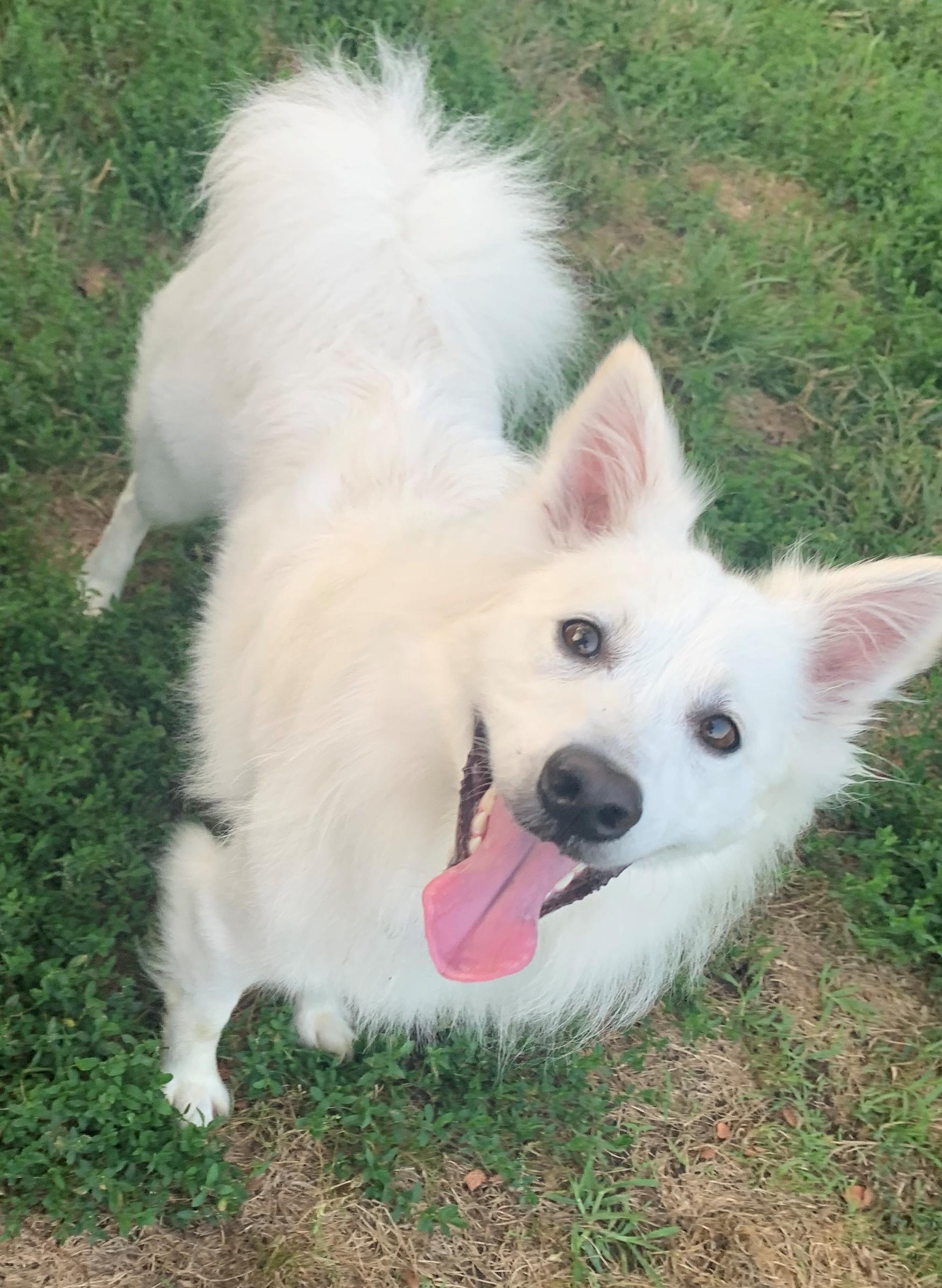 Enlarge Brodie - Adopted!, a Adopted American Eskimo Dog in Saint Louis, MO image 1/6