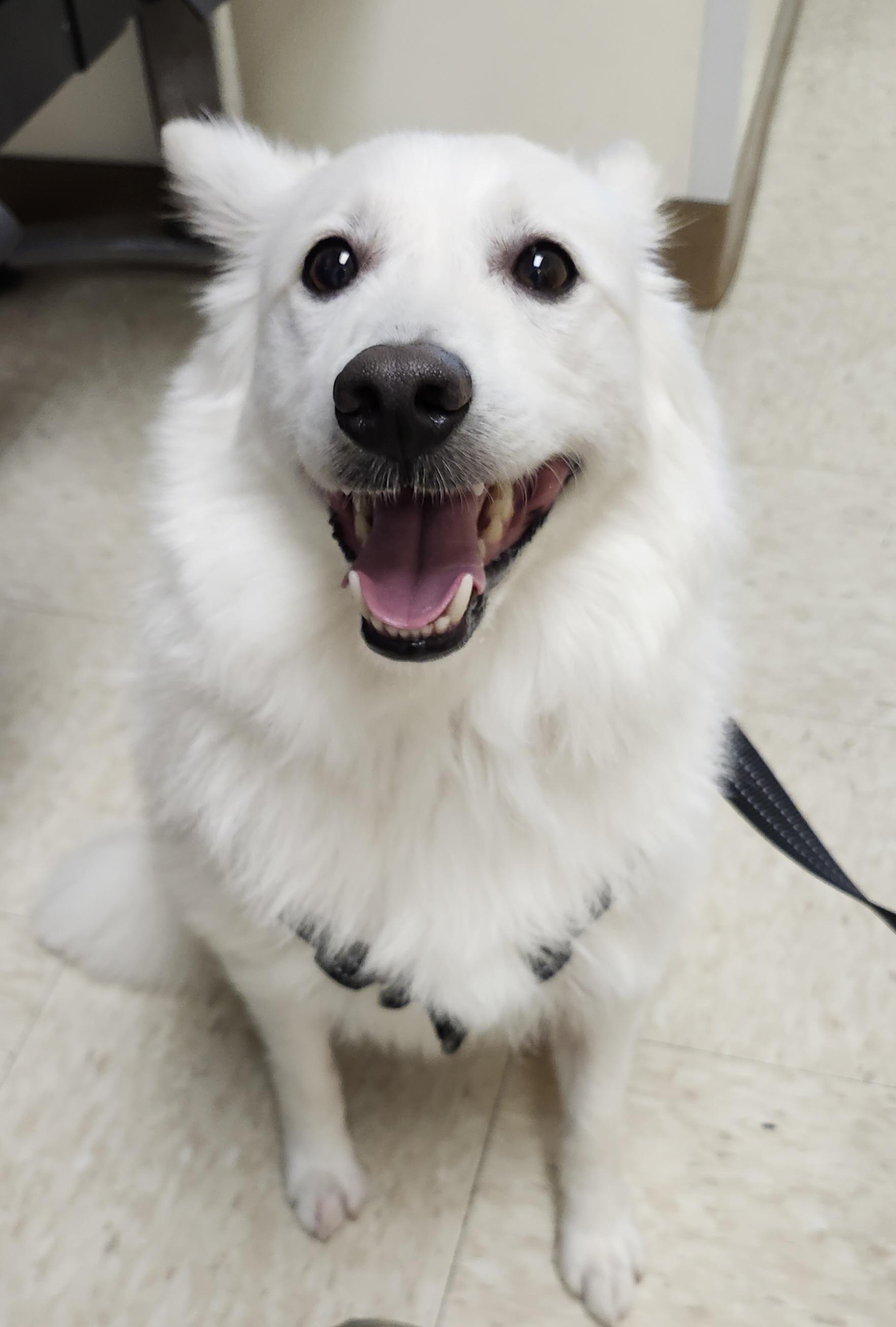 Enlarge Brodie - Adopted!, a Adopted American Eskimo Dog in Saint Louis, MO image 3/6