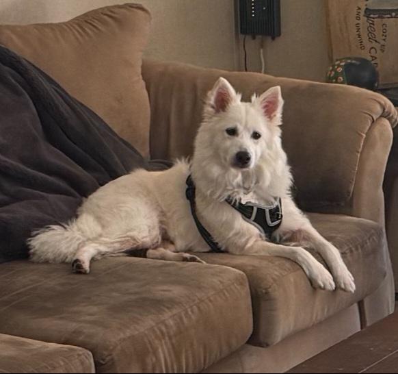 Enlarge Brodie - Adopted!, a Adopted American Eskimo Dog in Saint Louis, MO image 4/6