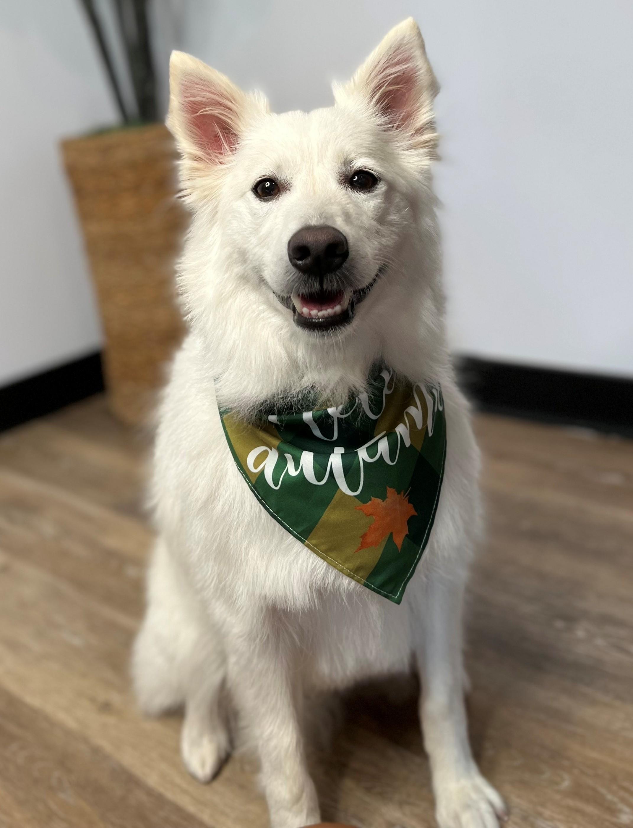 Enlarge Brodie - Adopted!, a Adopted American Eskimo Dog in Saint Louis, MO image 5/6