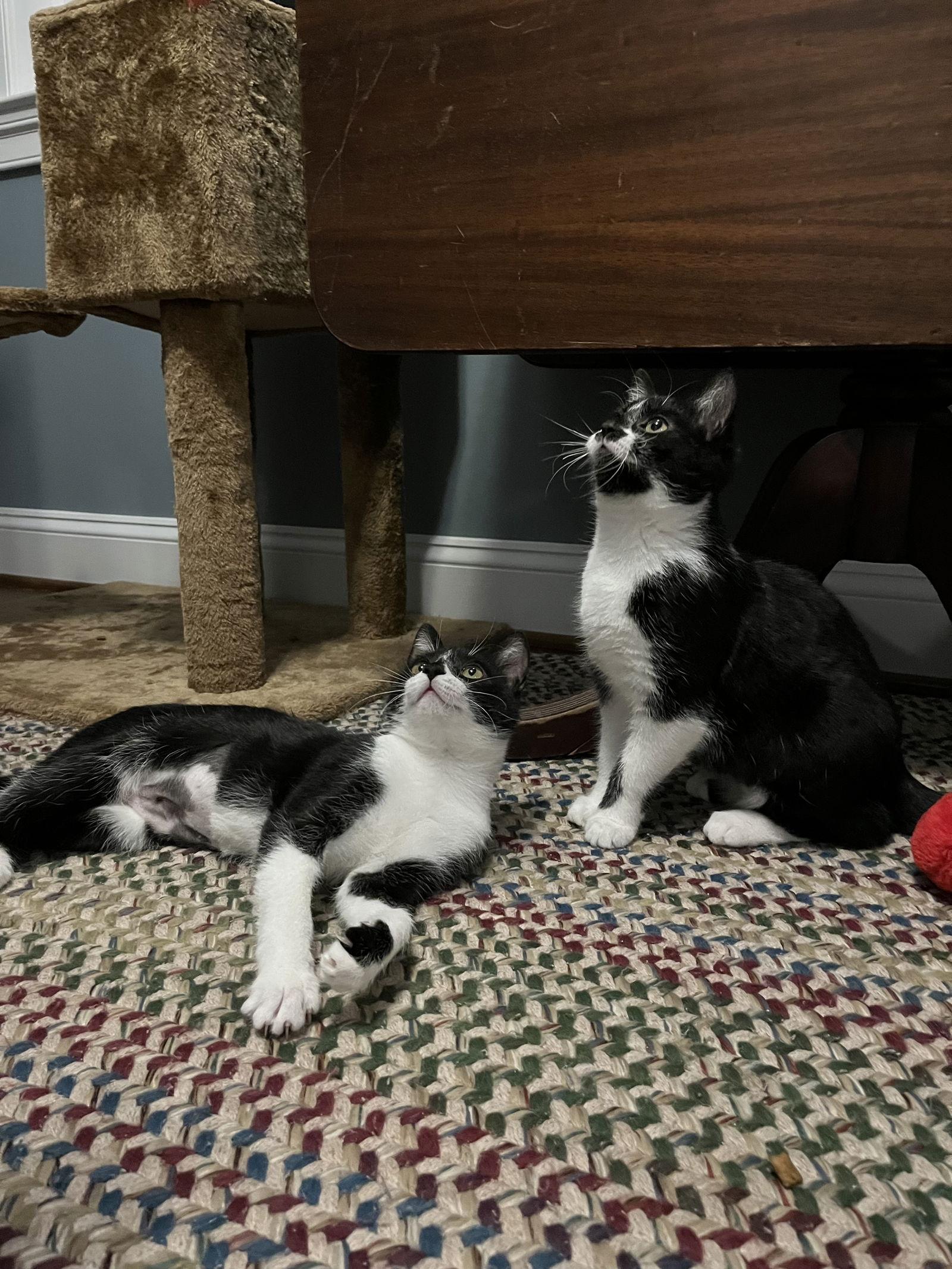 Luna, Adoptable, Young Female Domestic Short Hair.