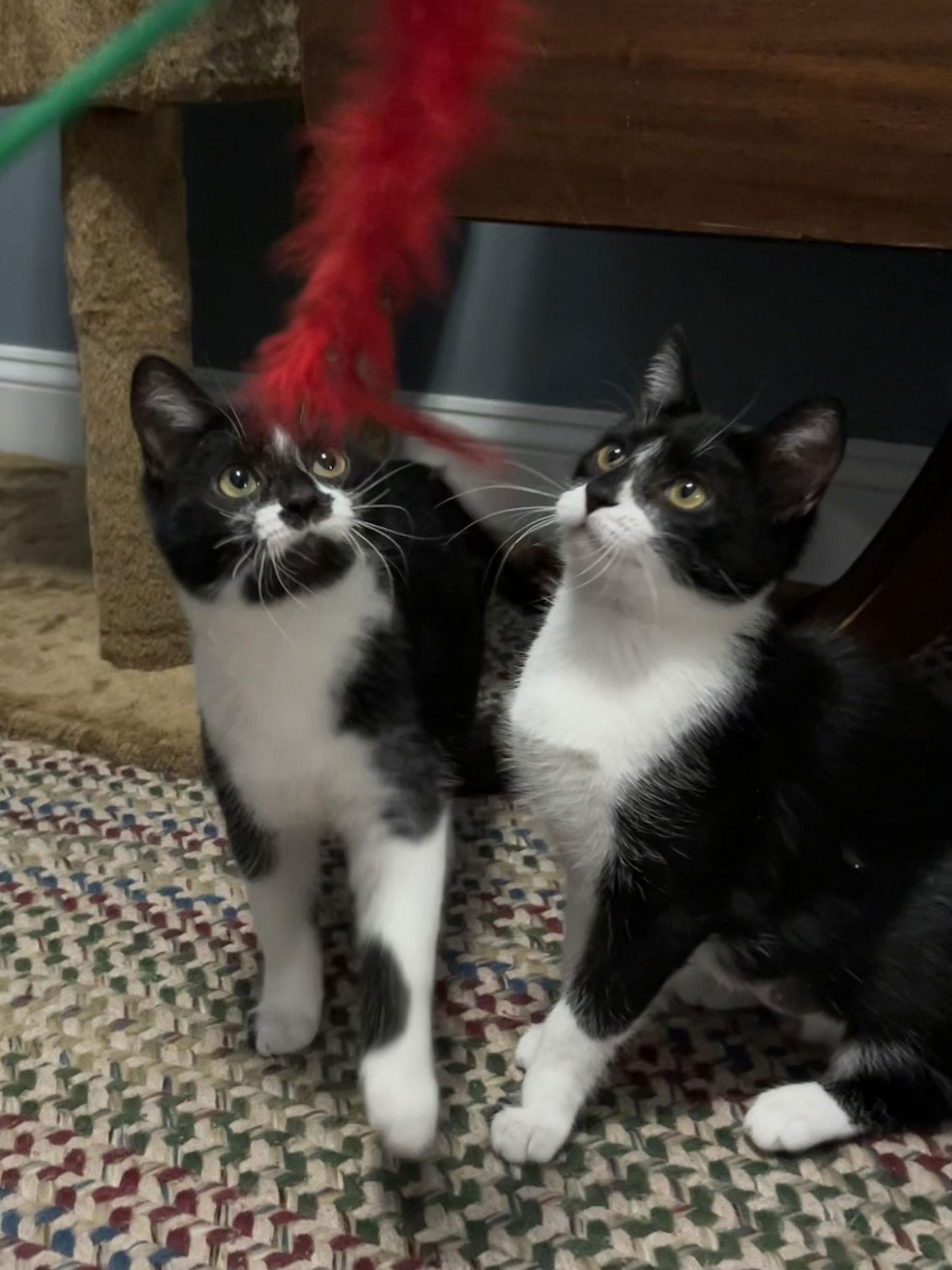 Enlarge Luna, a Adoptable Domestic Short Hair in King George, VA image 2/3