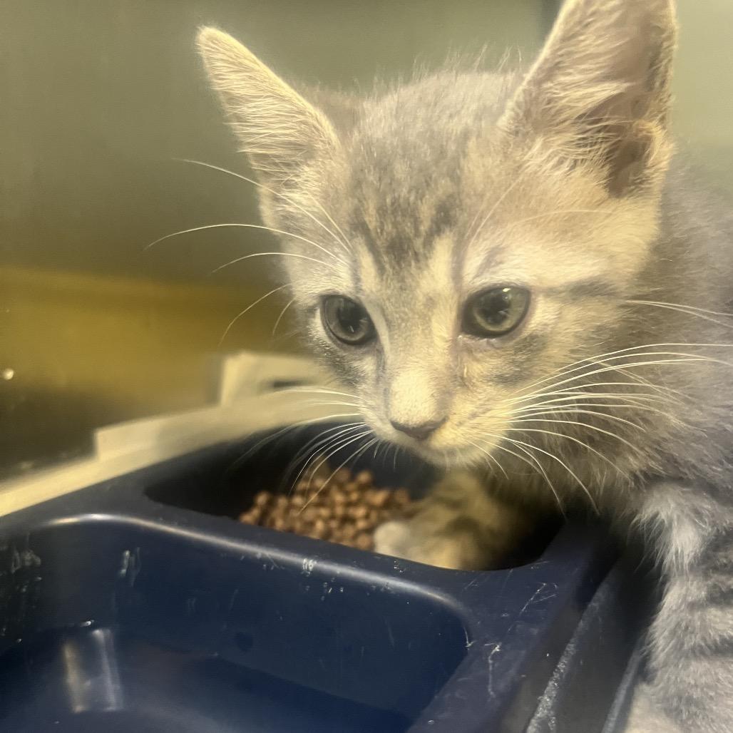 Dusty, Adoptable, Young Male American Shorthair.