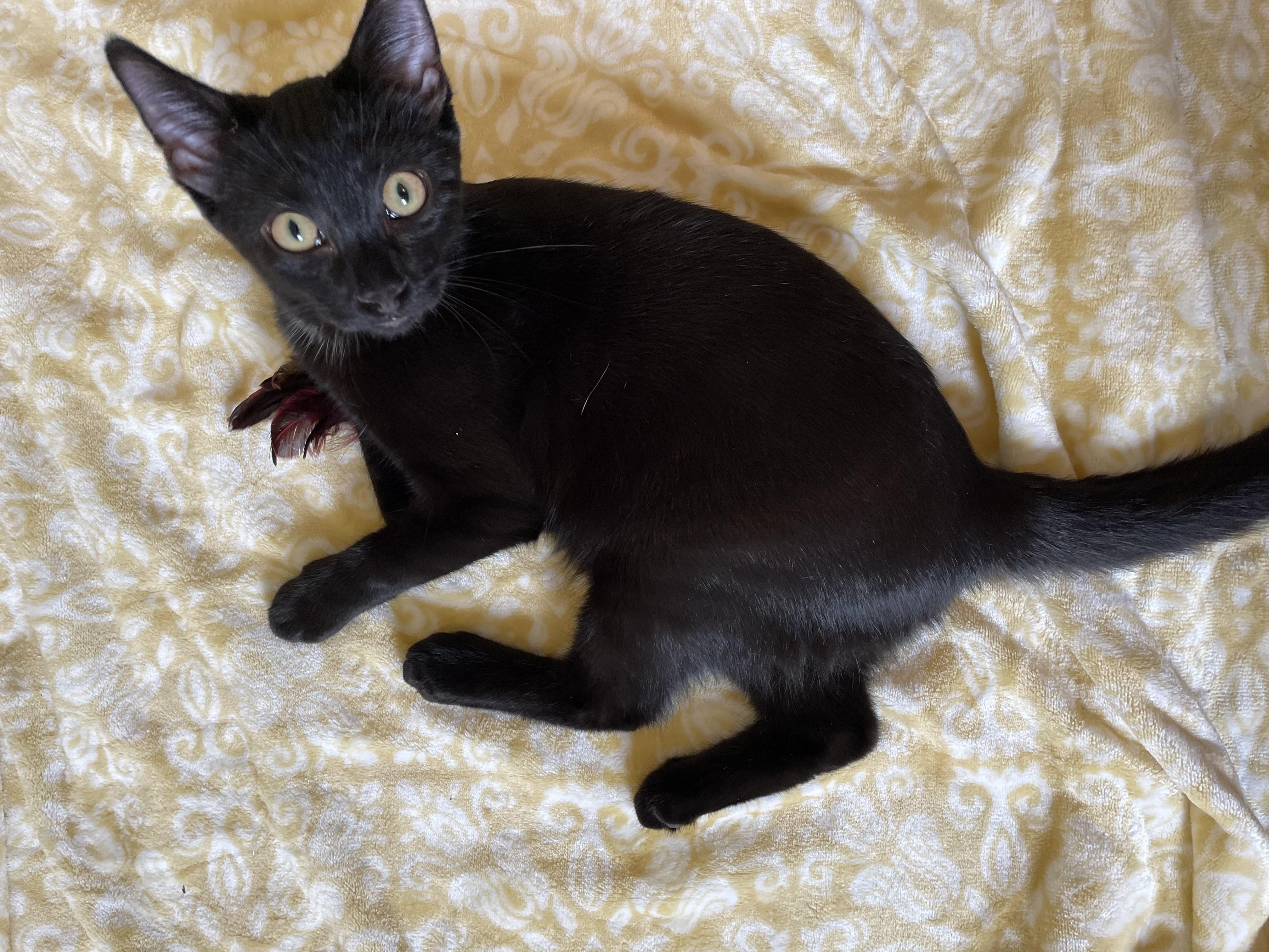 Jazz Man, Adoptable, Young Male Domestic Short Hair.