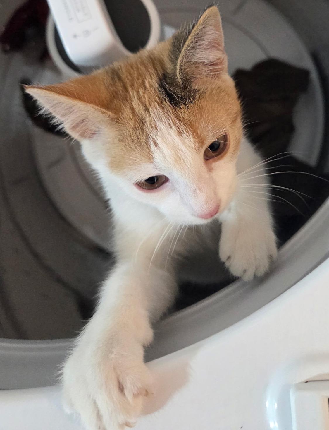 Enlarge Faith, an adoptable Torbie in River Falls, WI image 4/5