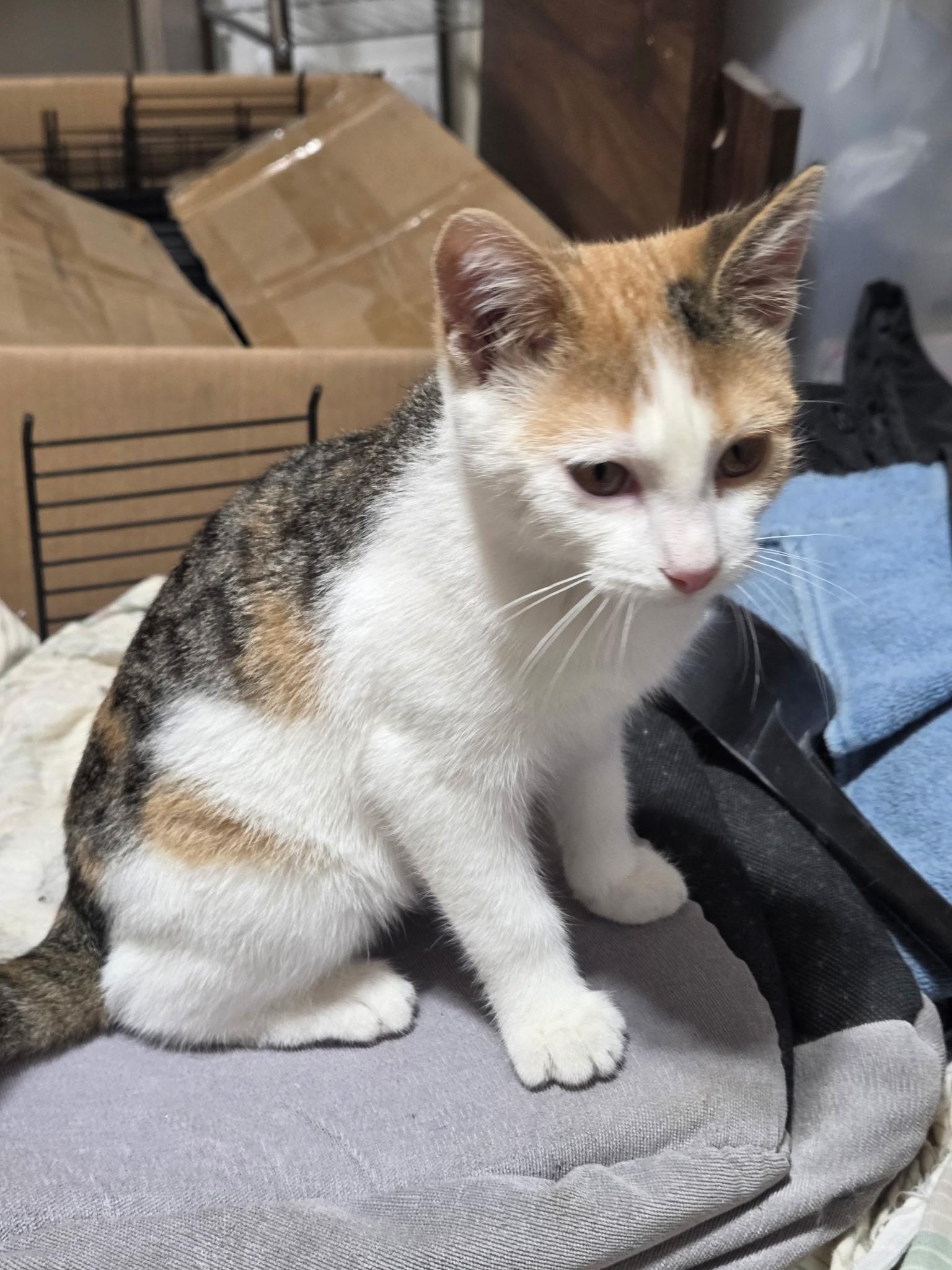 Enlarge Faith, an adoptable Torbie in River Falls, WI image 1/5