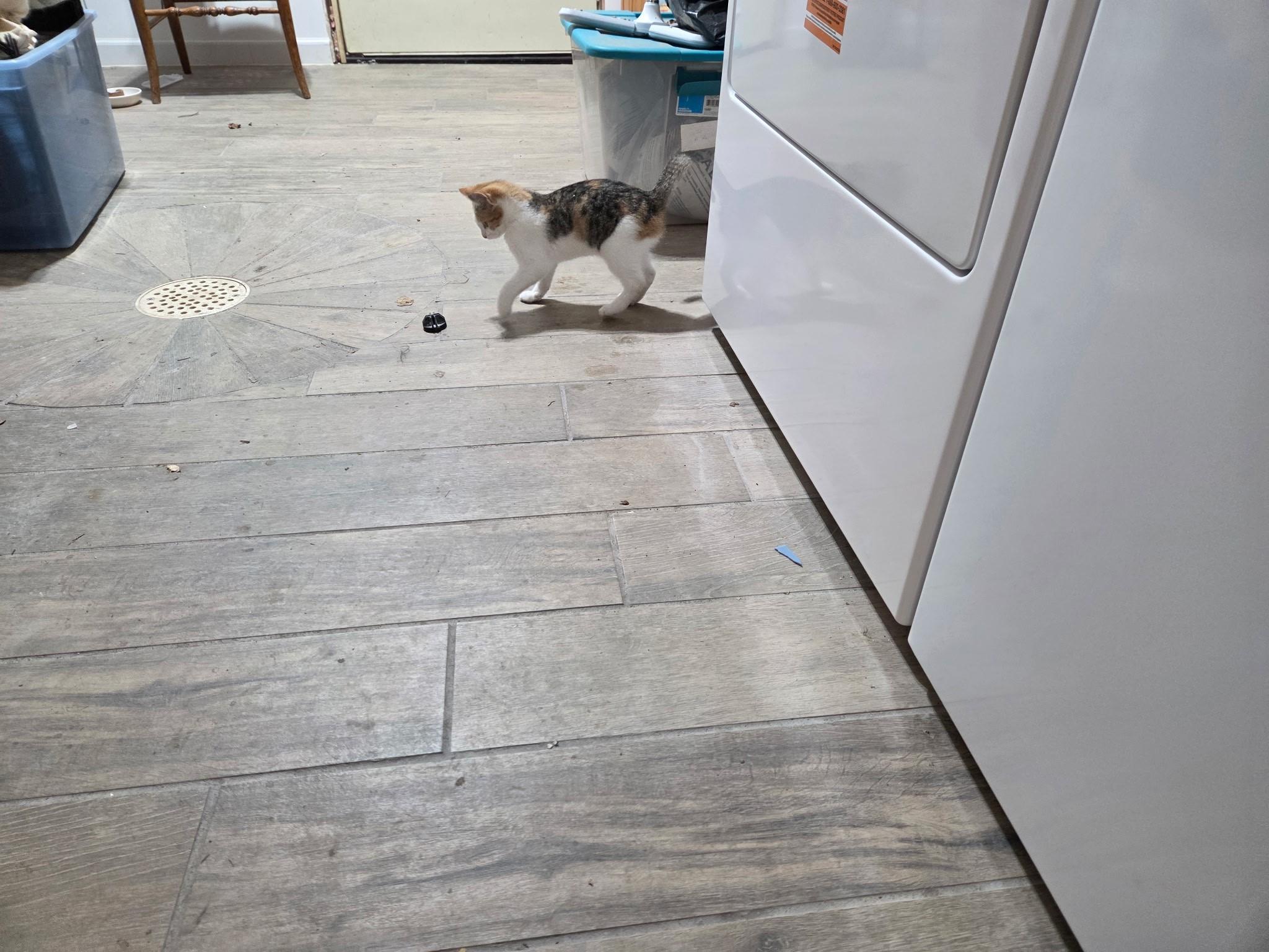 Enlarge Faith, an adoptable Torbie in River Falls, WI image 2/5