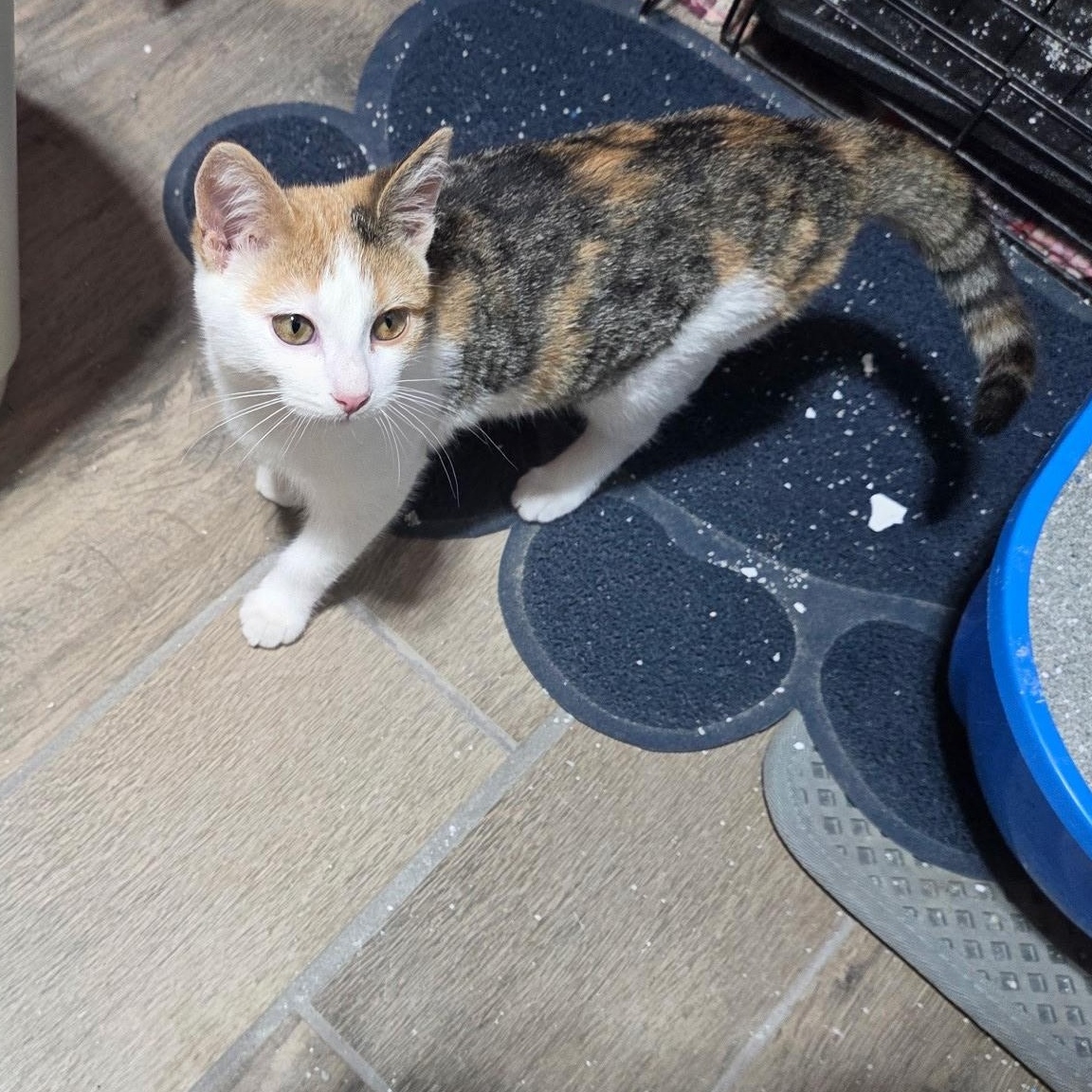 Enlarge Faith, an adoptable Torbie in River Falls, WI image 5/5