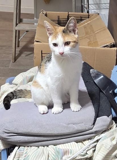 Enlarge Faith, an adoptable Torbie in River Falls, WI image 3/5