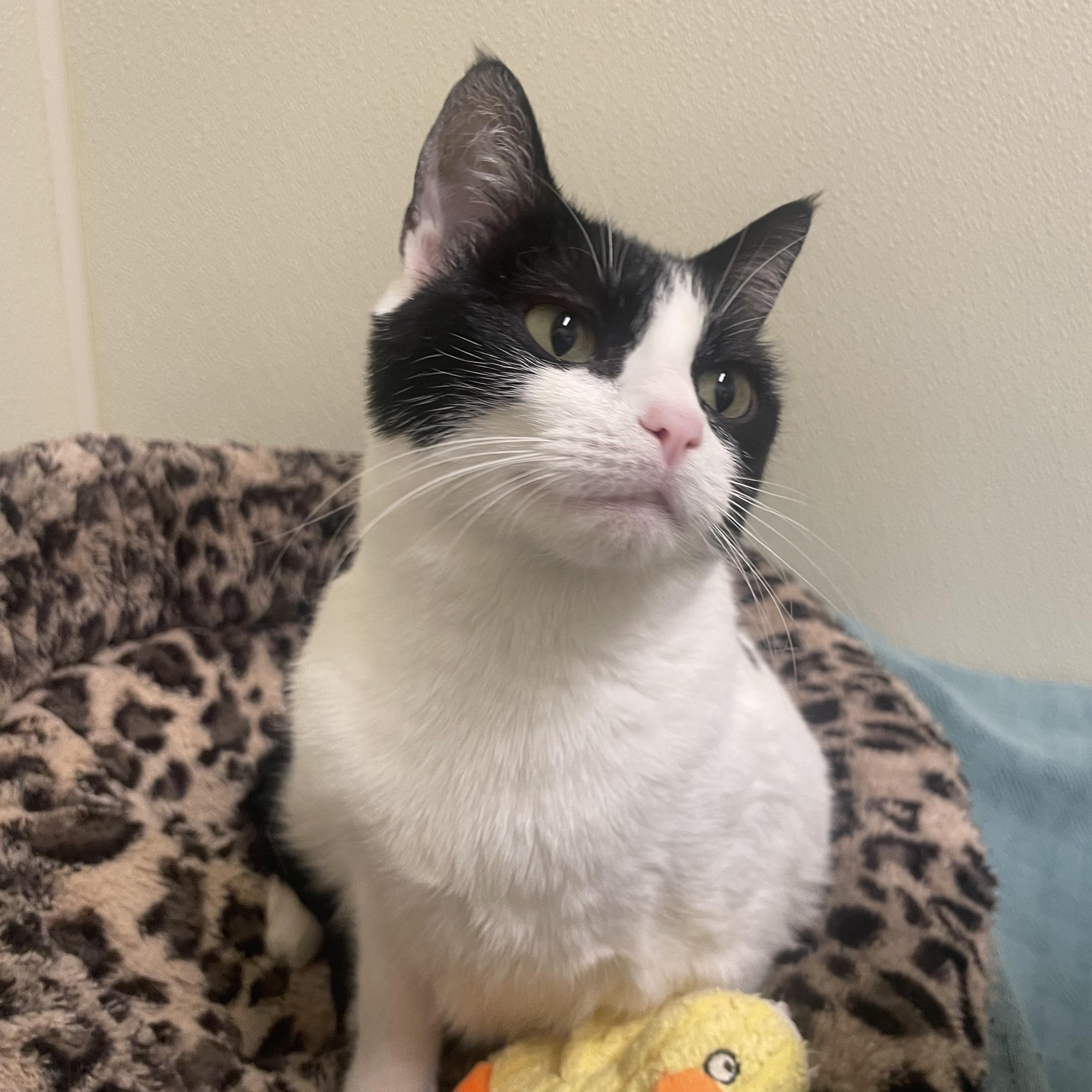 Enlarge Mamita, a ADOPTABLE Tuxedo in Friday Harbor, WA image 2/2