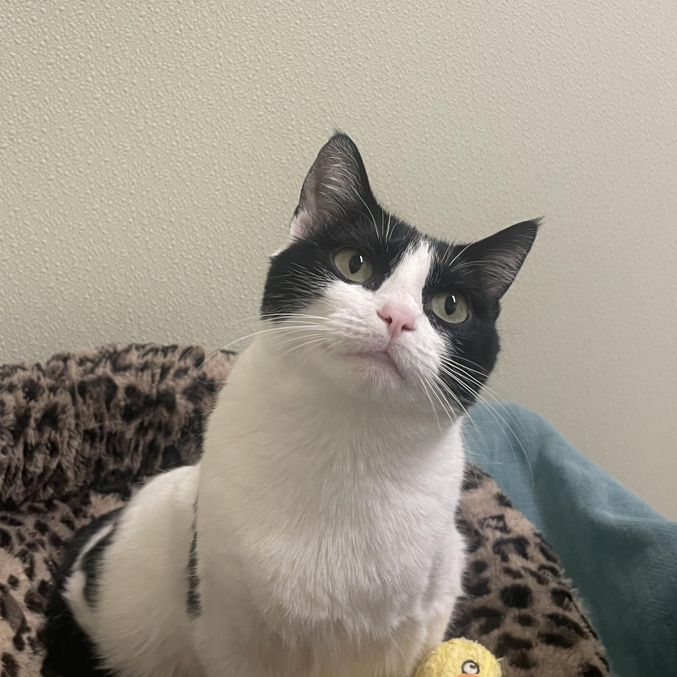 Enlarge Mamita, a ADOPTABLE Tuxedo in Friday Harbor, WA image 1/2