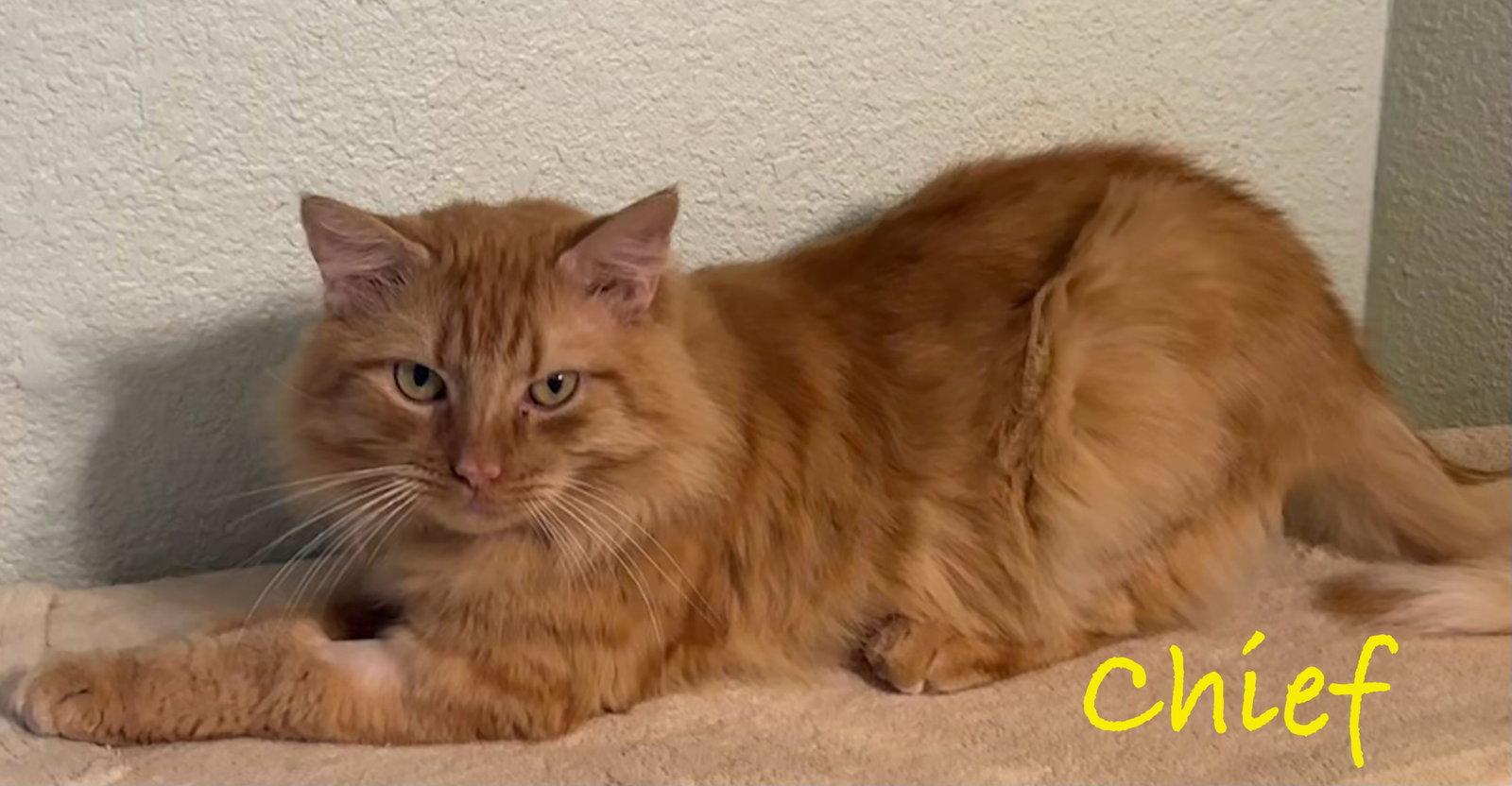 Chief, Adopted, Adult Male Domestic Medium Hair.