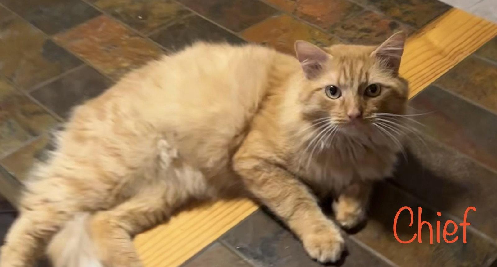 Chief, a Adopted Domestic Medium Hair in Longwood, FL image 2/3