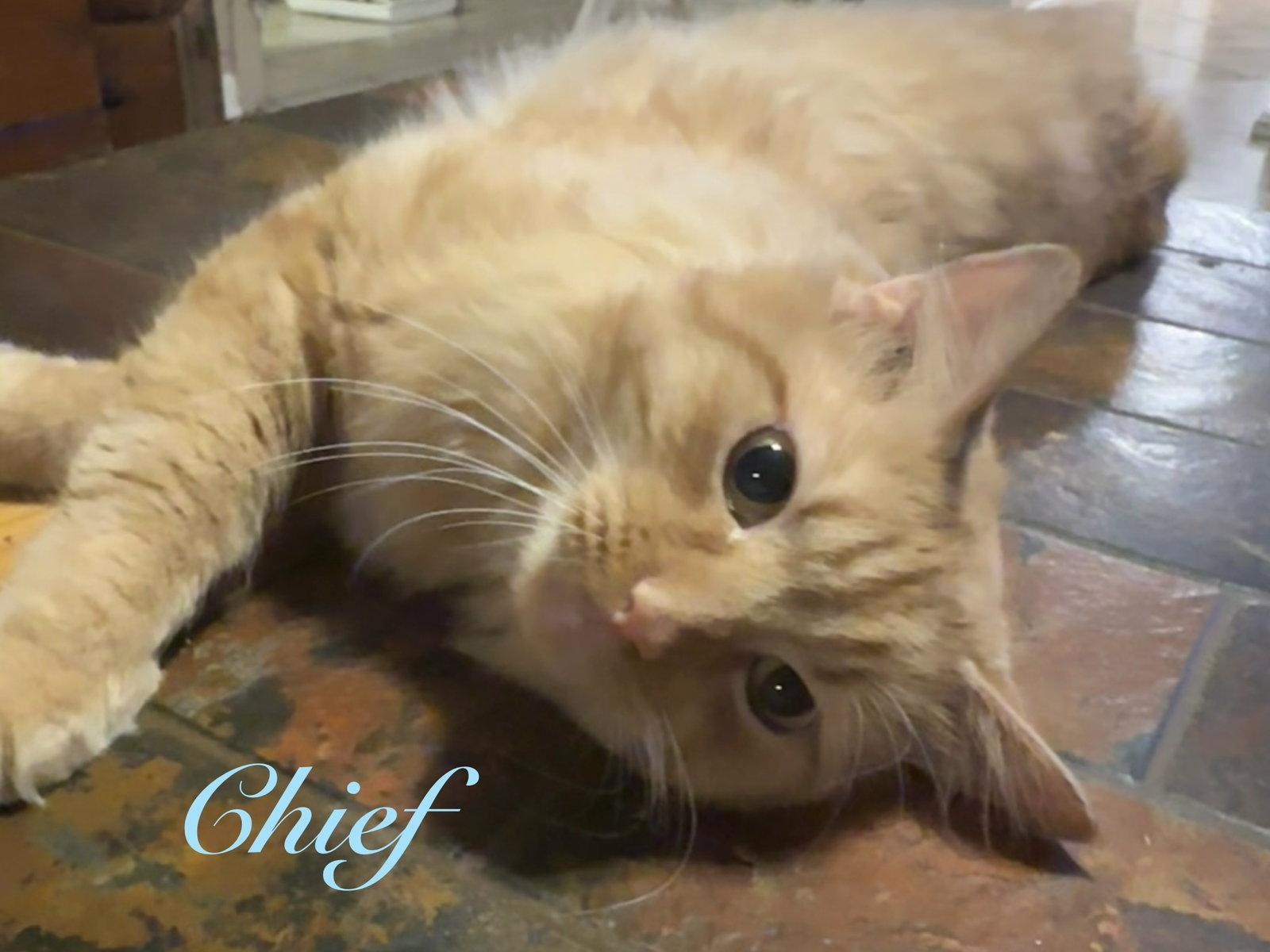 Chief, a Adopted Domestic Medium Hair in Longwood, FL image 3/3