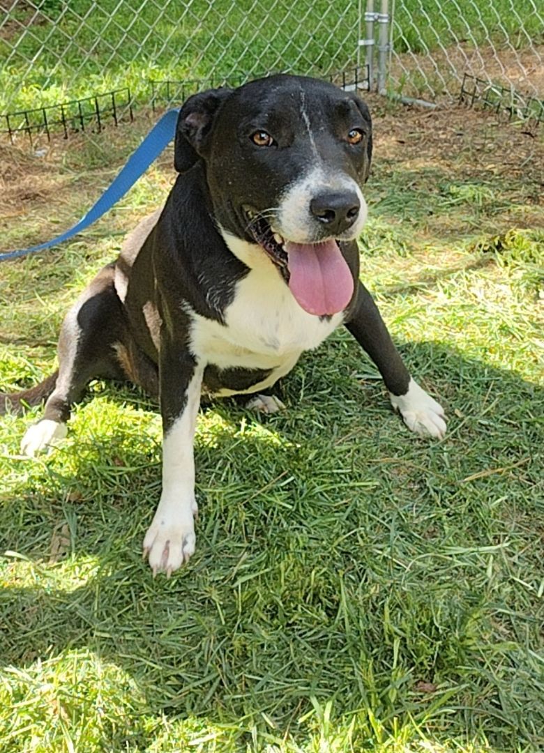 Gretta, a Adoptable mixed breed in Carthage, MS image 4/5