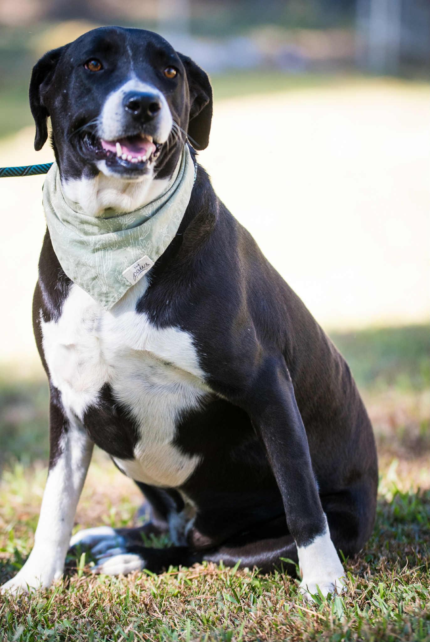 Gretta, an adoptable Mixed Breed in Carthage, MS, 39051 | Photo Image 1