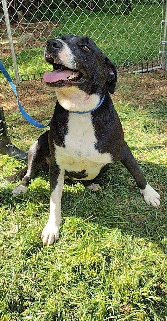 Gretta, a Adoptable mixed breed in Carthage, MS image 5/5