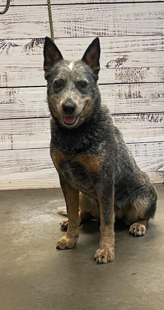 Sara, Adoptable, Adult Female Mixed Breed.