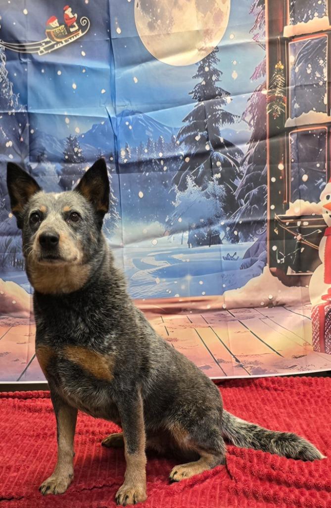 Sara, a Adoptable Mixed Breed in Murphysboro, IL image 2/6