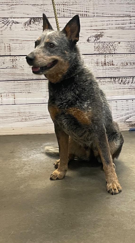 Sara, a Adoptable Mixed Breed in Murphysboro, IL image 3/6