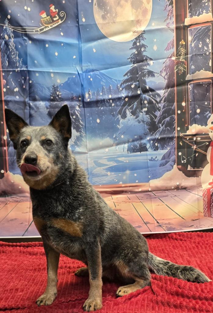 Sara, a Adoptable Mixed Breed in Murphysboro, IL image 4/6