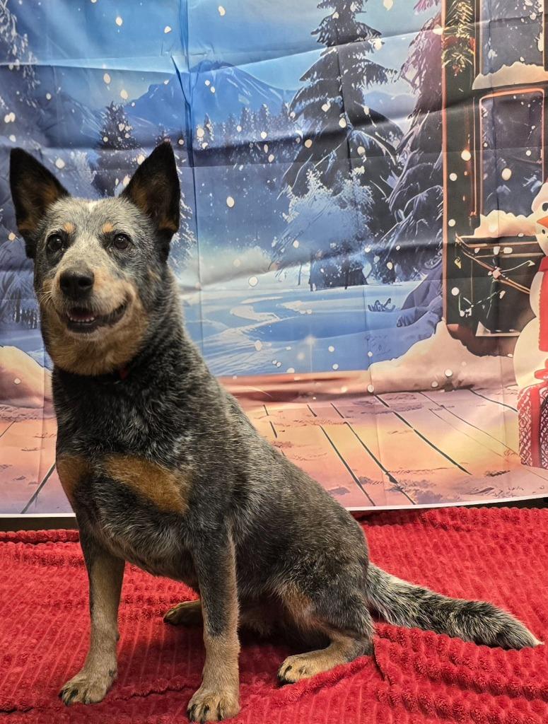 Sara, a Adoptable Mixed Breed in Murphysboro, IL image 5/6