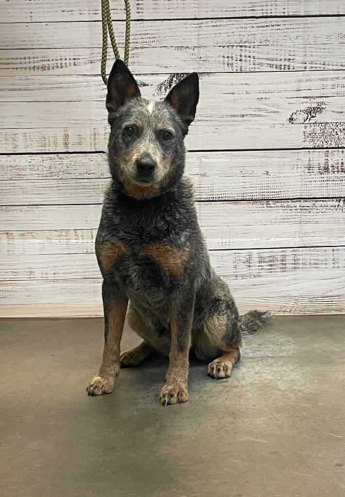 Sara, a Adoptable Mixed Breed in Murphysboro, IL image 6/6