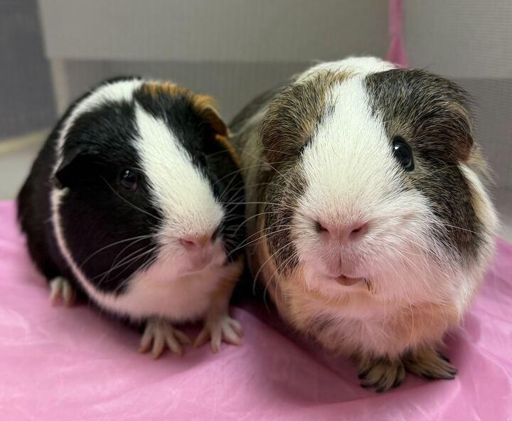 Enlarge Peter - Name Your Own Adoption Fee!, a Adoptable mixed breed in Jefferson, WI image 3/3