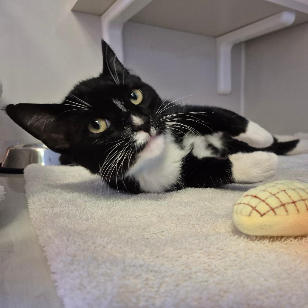 Enlarge Baloo, a Adoptable Domestic Short Hair in Drumheller, AB image 1/1