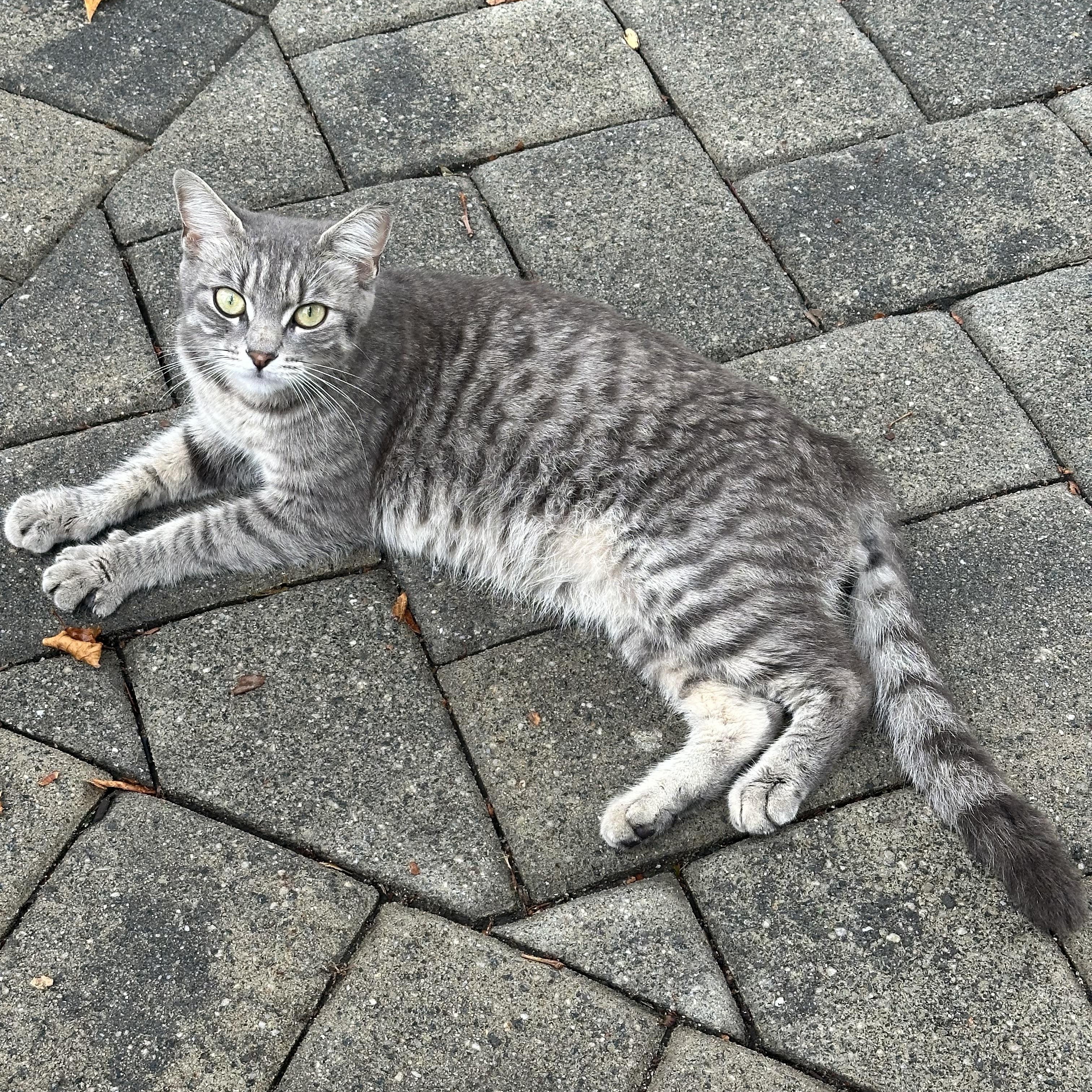 Enlarge Lilly, a ADOPTABLE Domestic Short Hair in Bayonne, NJ image 3/3