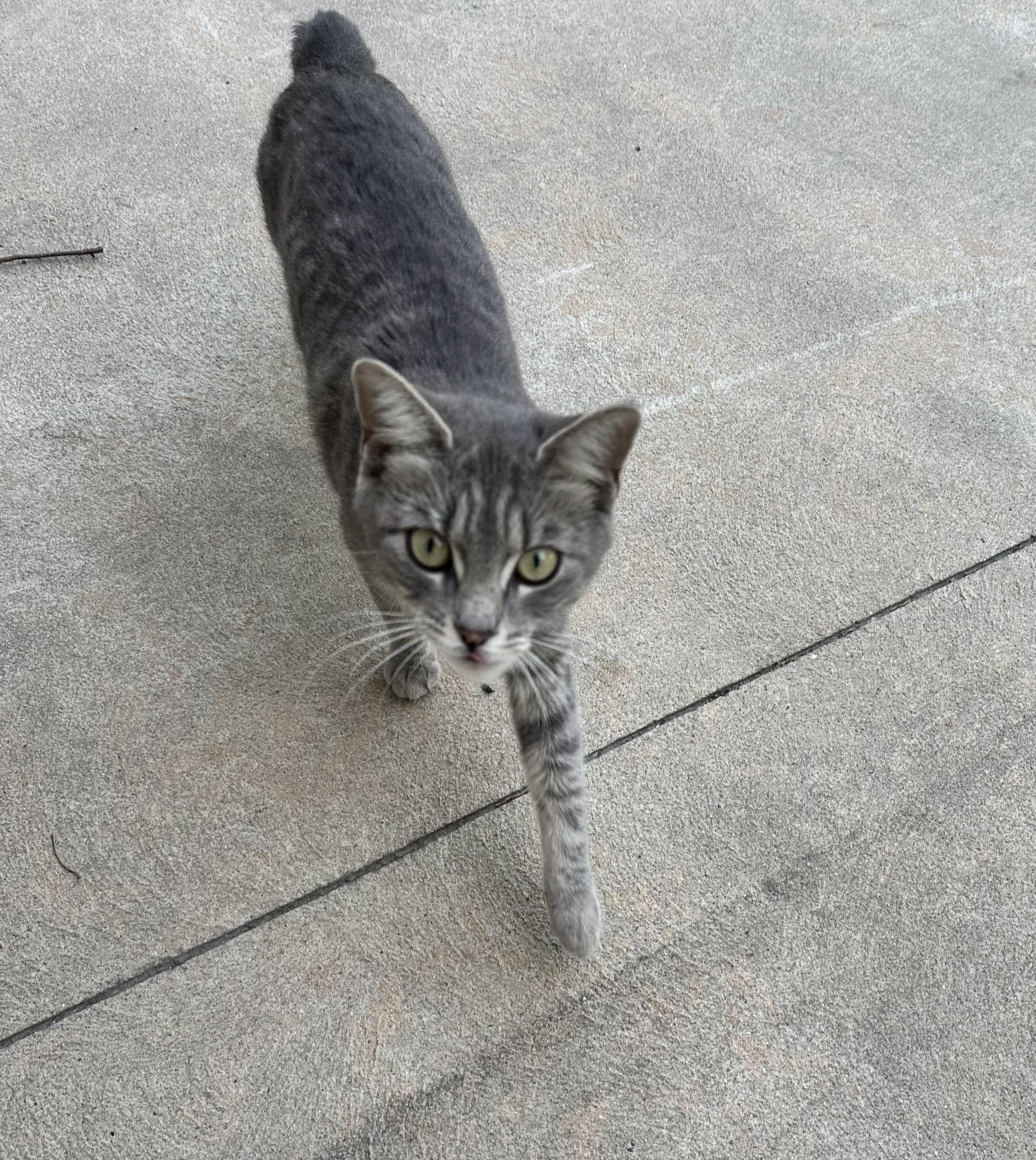 Enlarge Lilly, a ADOPTABLE Domestic Short Hair in Bayonne, NJ image 2/3