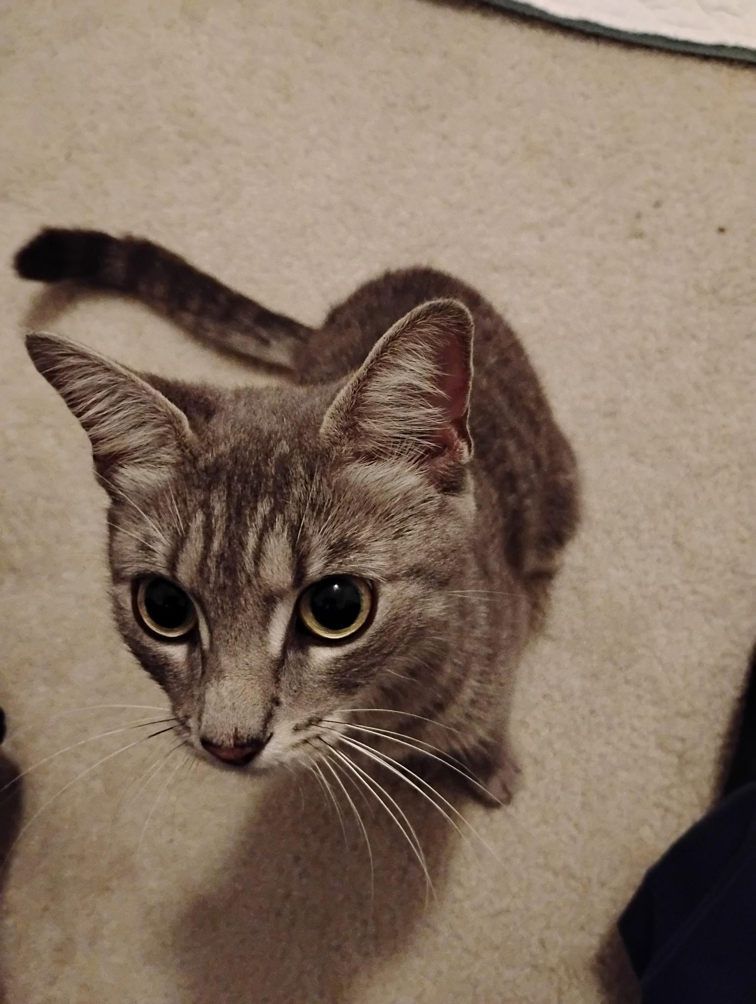 Lilly, ADOPTABLE, Young Female Domestic Short Hair.