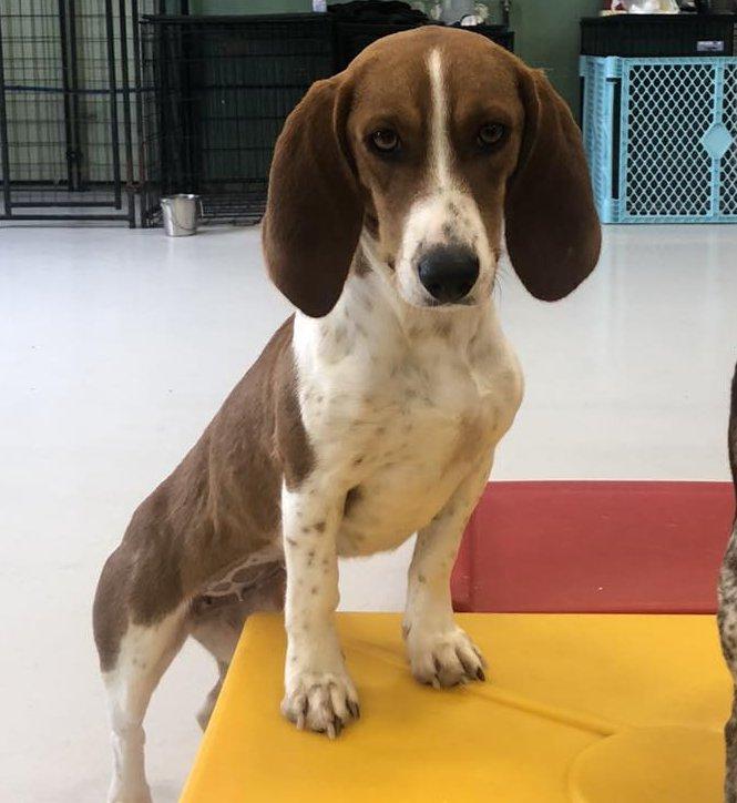 Mae, ADOPTABLE, Young Female Beagle.