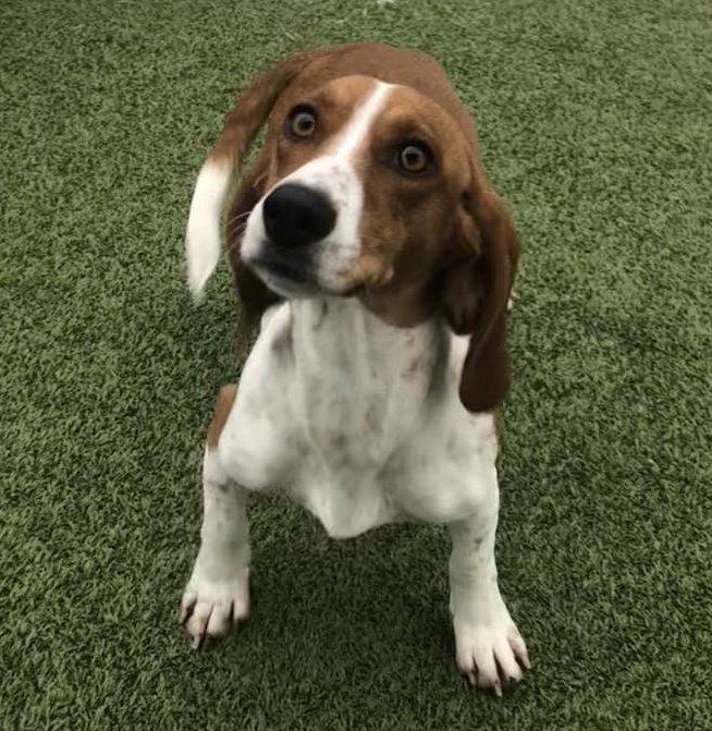 Mae, a ADOPTABLE Beagle in Alburtis, PA image 2/4