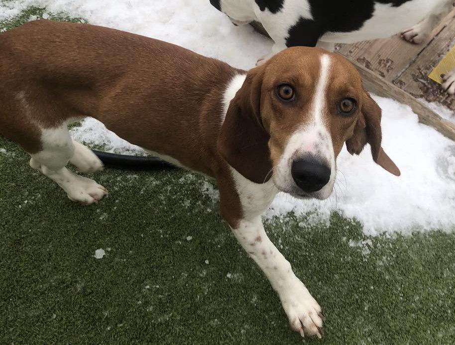 Mae, a ADOPTABLE Beagle in Alburtis, PA image 3/4