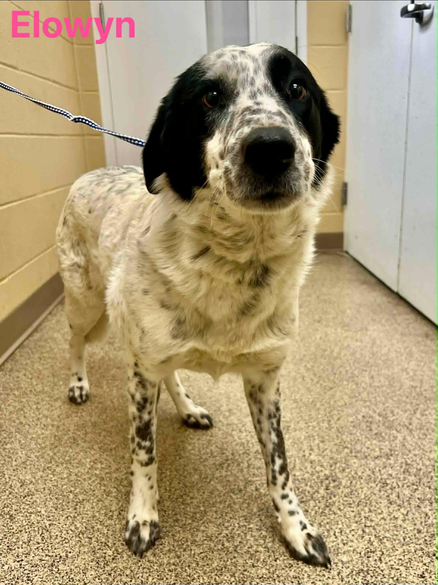 Enlarge Elowyn, a ADOPTABLE mixed breed in Fort Payne, AL image 1/1