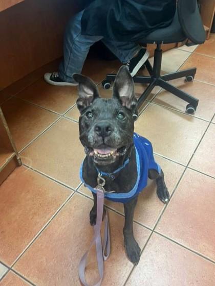 S/C Nicholas, Adoptable, Senior Male Shar-Pei & Labrador Retriever.