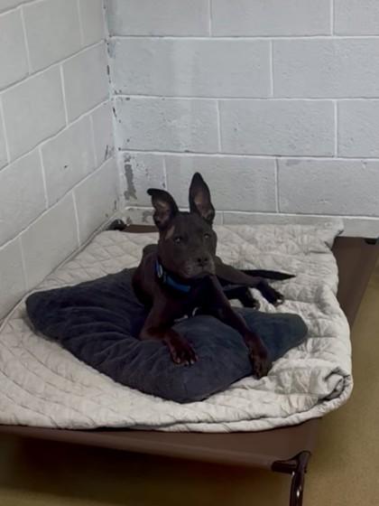 S/C Nicholas, Adoptable, Senior Male Shar-Pei & Labrador Retriever.