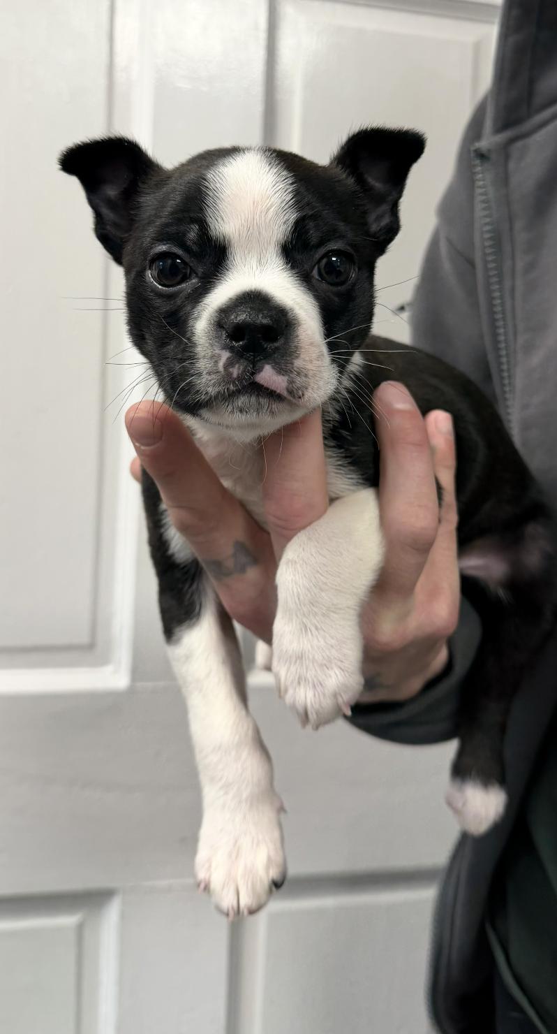 Enlarge Squirt, an adopted Boston Terrier in Chester Springs, PA image 1/1