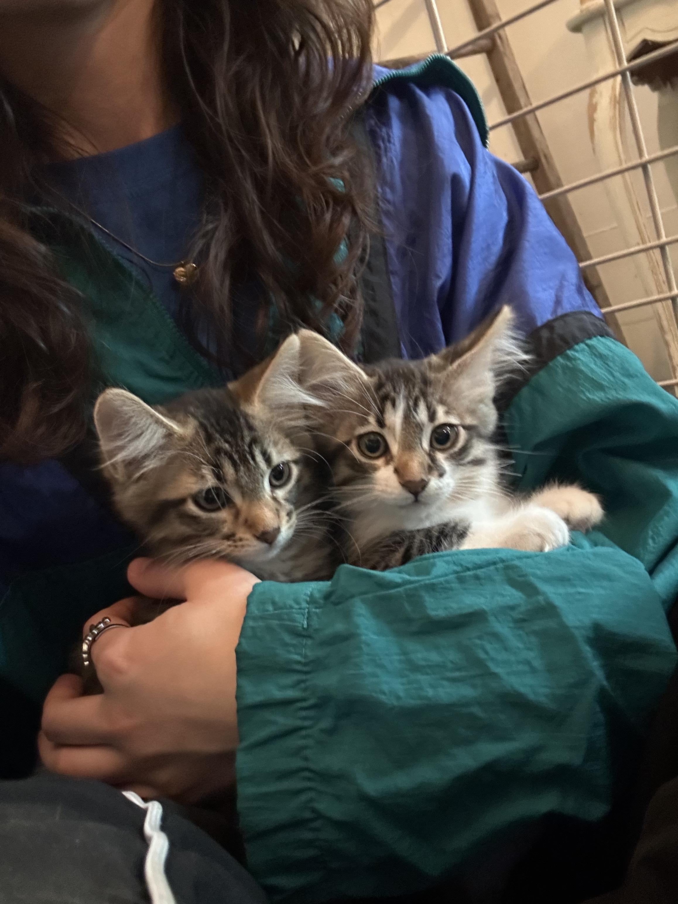 Peony and Pansey, an adopted Domestic Medium Hair in Des Moines , WA image 1/4