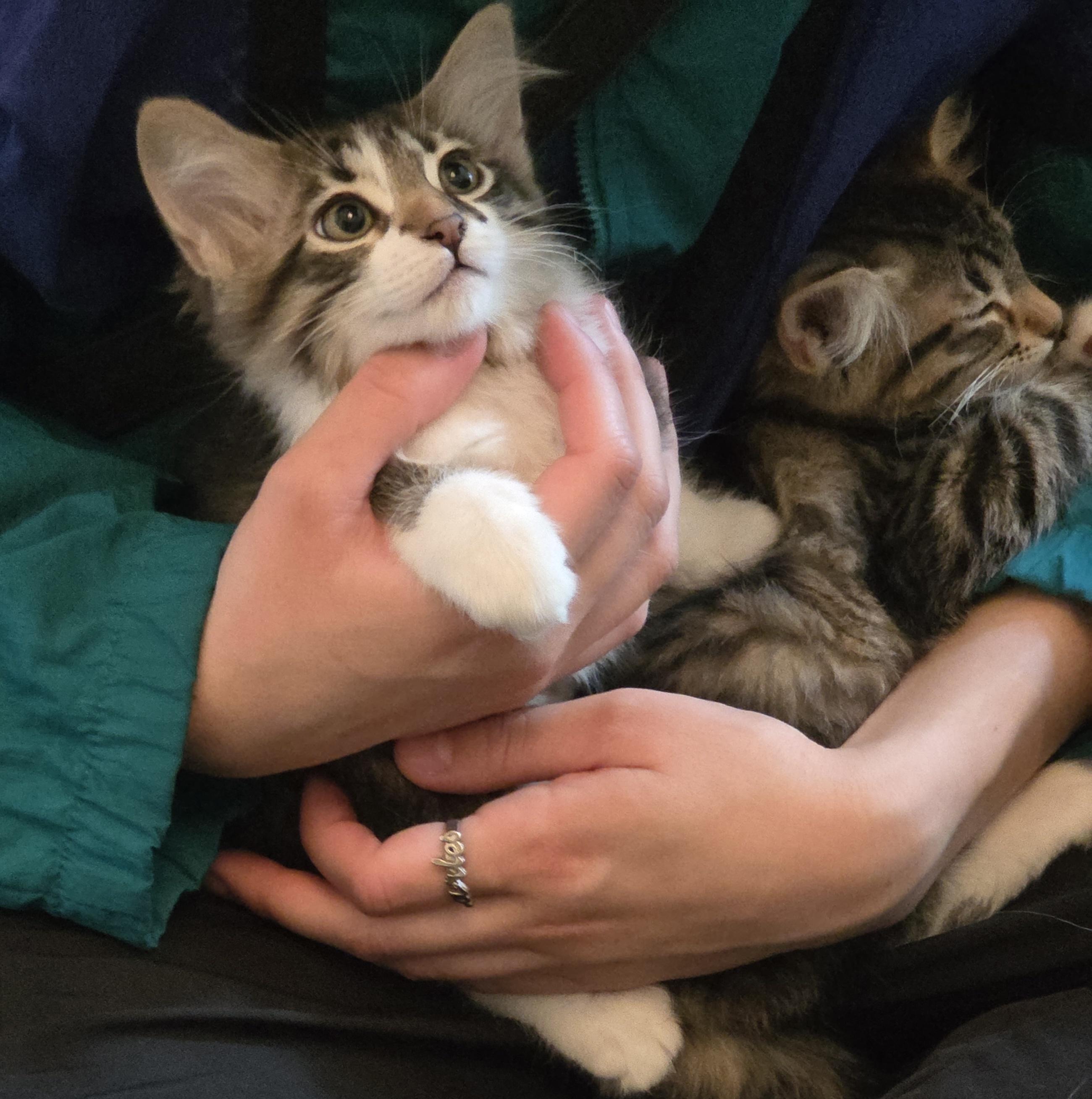 Peony and Pansey, an adopted Domestic Medium Hair in Des Moines , WA image 4/4