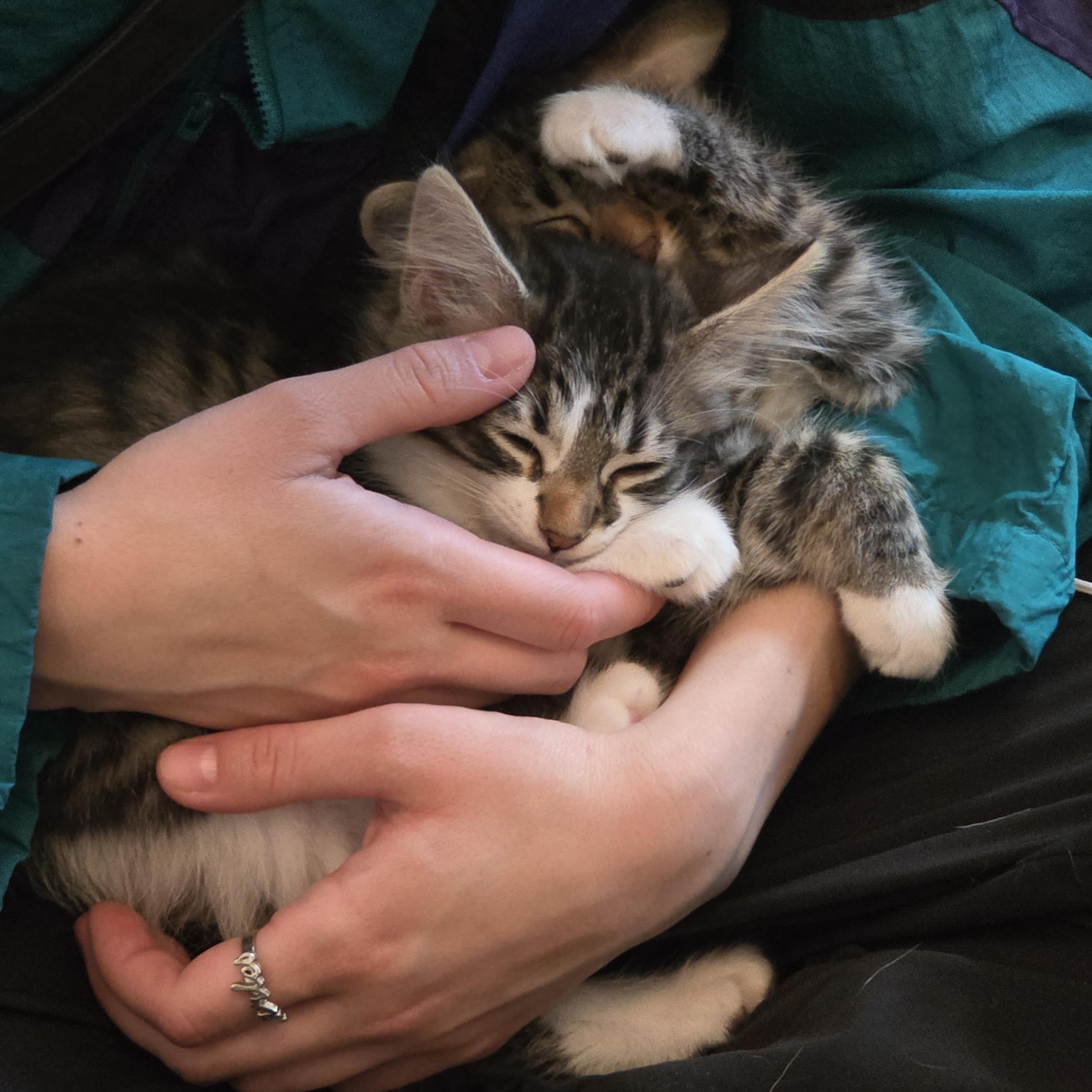 Peony and Pansey, an adopted Domestic Medium Hair in Des Moines , WA image 3/4