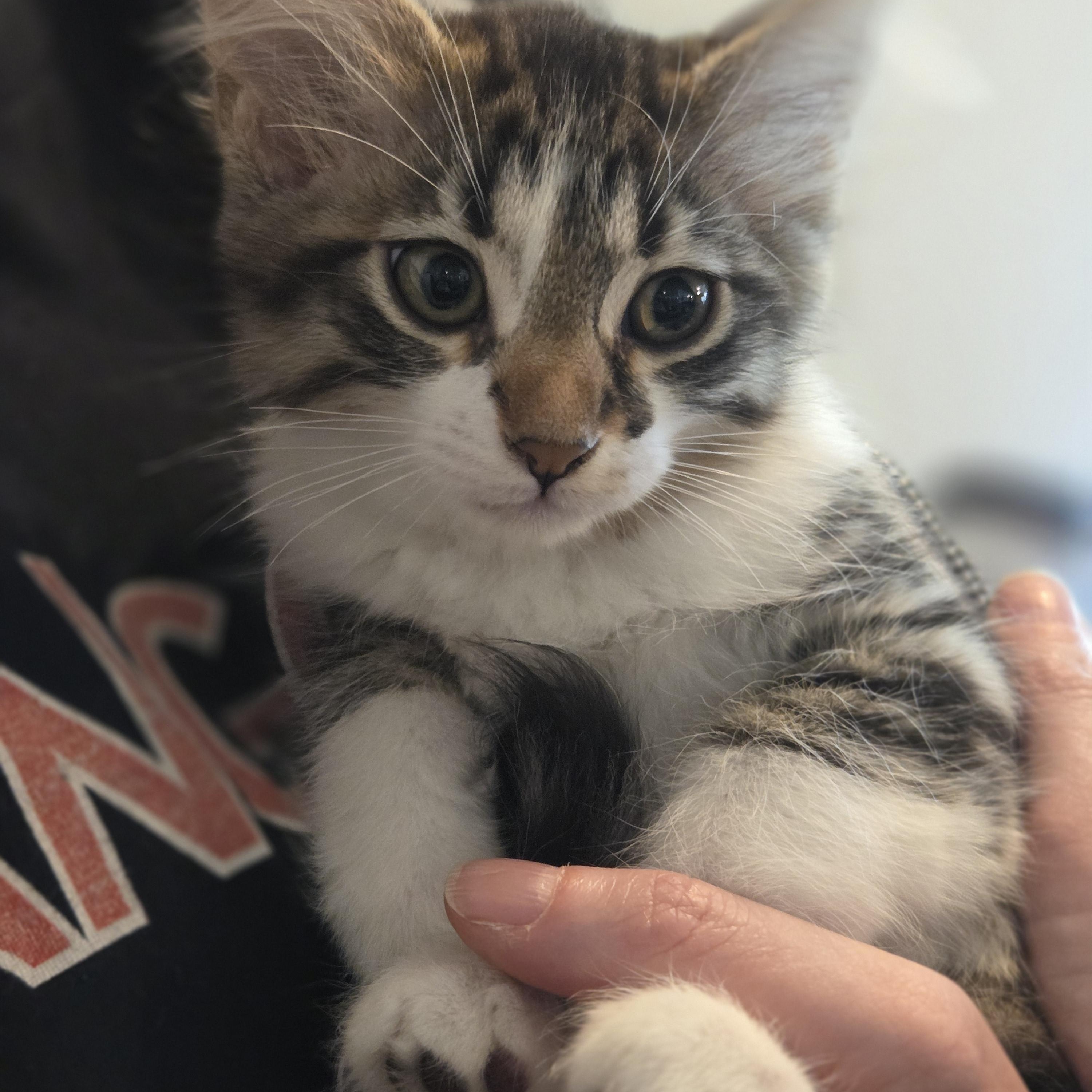 Peony and Pansey, an adopted Domestic Medium Hair in Des Moines , WA image 2/4
