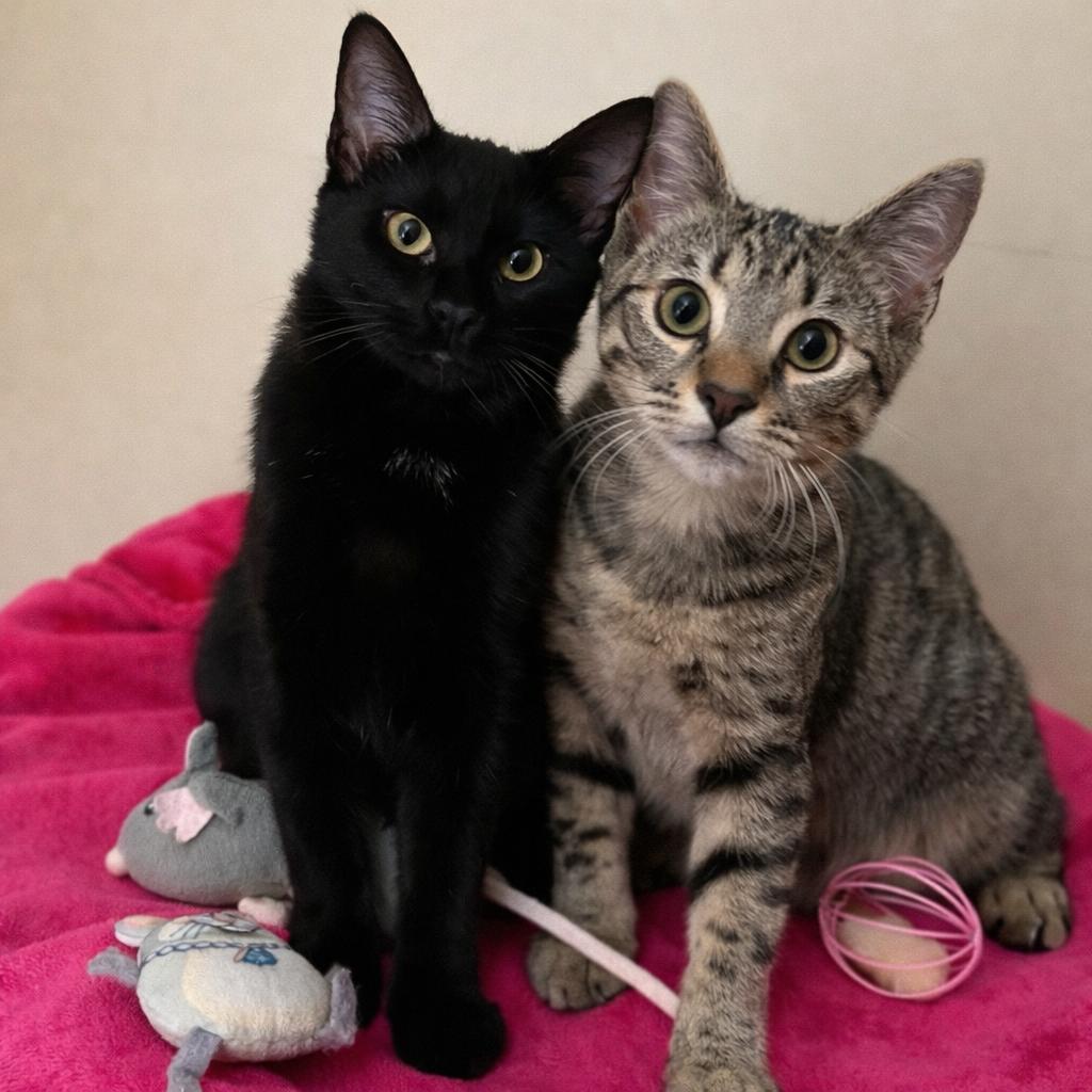 Snuggle and Bug - Bonded Pair, ADOPTABLE, Young Female Domestic Short Hair.