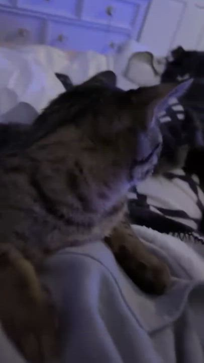 Enlarge Snuggle and Bug - Bonded Pair, an adopted Domestic Short Hair in Chaska, MN video 4/4