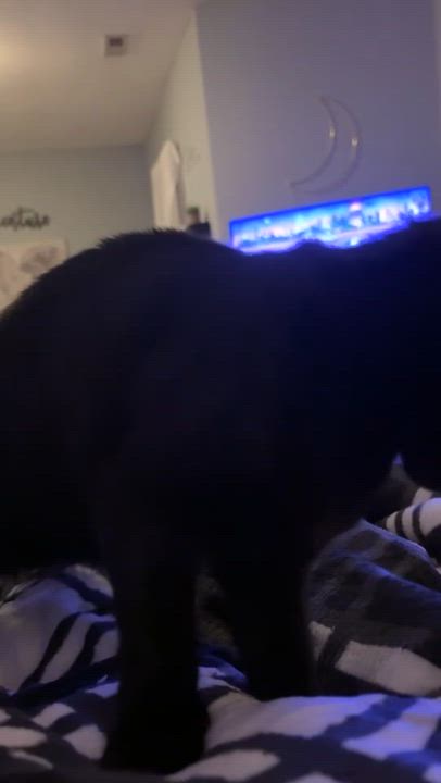 Enlarge Snuggle and Bug - Bonded Pair, an adopted Domestic Short Hair in Chaska, MN video 3/4